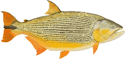 Dorado